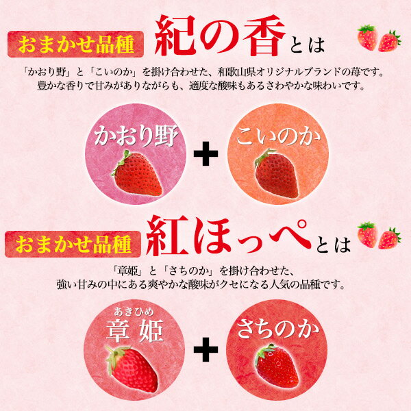 旬の果物【秀品以上 ブランド 完熟いちご 食べ比べセット 1パック 12粒入り】まりひめ6粒 おまかせ品種6粒 (紀の香 紅ほっぺ など) 和歌山県産 オリジナルブランド 苺 高糖度 デザート フルーツ 甘い イチゴ ご褒美 ご当地 お取り寄せ グルメ ギフト 常温 【送料無料】
