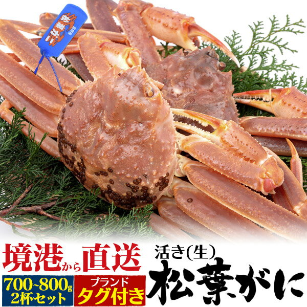 【活き(生)松葉ガニ 700g-800g 2杯 タグ付き 松葉蟹 3〜4人前(生)】境港より産地直送 マツバガニ ズワ..