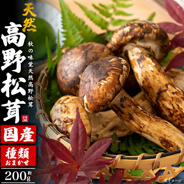 【高野松茸 種類おまかせ　約200g・約300g・天然国産 】ツボミ 中ツボミ ヒラキな...