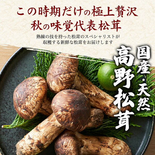 【高野松茸 種類おまかせ　約200g・約300g・天然国産 】ツボミ 中ツボミ ヒラキな...
