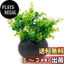 TOSSOW 植木鉢 陶器鉢 卵形 多肉植物 サボテン鉢 ハーブ プランター容器 おしゃれ プレゼント ミニ ブラック