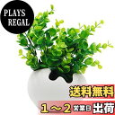 TOSSOW 植木鉢 陶器鉢 卵形 多肉植物 サボテン鉢 ハーブ プランター容器 おしゃれ プレゼント ミニ ホワイト