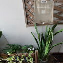 【送料無料】【BEAUTY PLAYER】水やり当番 自動水やり器 植物 自動給水器 給水キャップ 水量調節可能 3つの水出口 点滴灌漑 6.5L 大容量 ウォーター バッグ s字フック 付き 留守 中 の 水 やり 出張 旅行 園芸 植木鉢 観葉植物 ガーデニング 鉢植え 盆栽 野菜に適用 1個