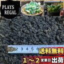 【送料無料】Leap Raupe 【洗浄済み】 富士砂 中目 アガベ 土 化粧砂 化粧石 黒 1L 中粒