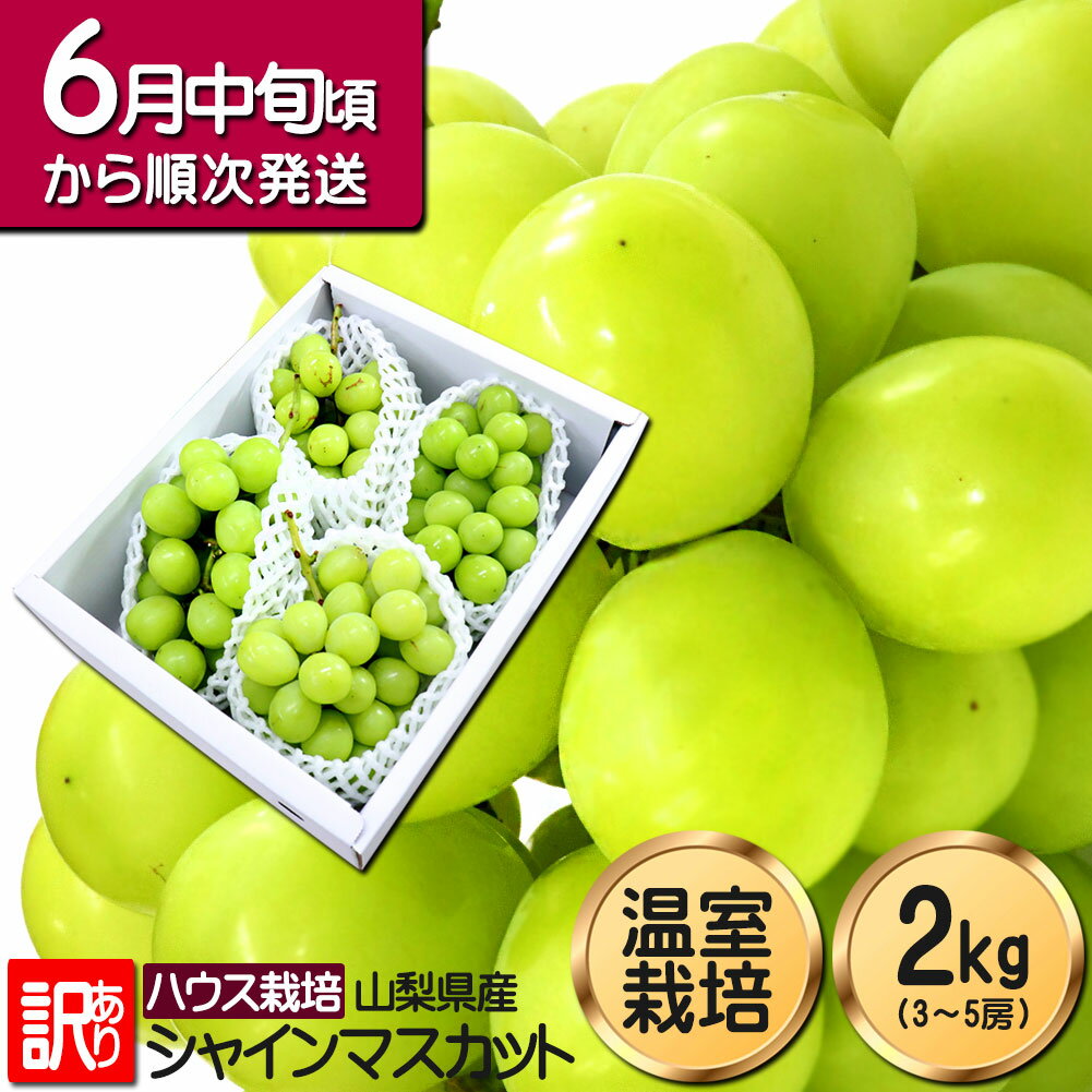 【ふるさと納税】山形市本沢ぶどう安芸クイーン 1.5kg以上(3～5房) 【令和6年産先行予約】FU22-789 フルーツ くだもの 果物 お取り寄せ 先行予約