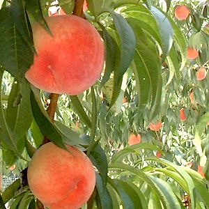 【10%OFFクーポン】5日23:59迄 山梨県産・桃・5Kg箱・新鮮・ご家庭用桃・訳あり