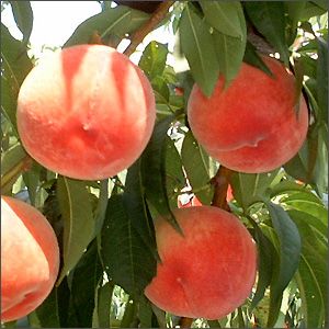 【10%OFFクーポン】5日23:59迄 山梨県産・桃・5Kg箱・新鮮・ご家庭用桃・訳あり