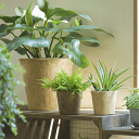 SALE セールEarth Pot & Saucer S size 2pcs(ホワイト)植木鉢カバーと受け皿のセット同色2個セット販売ヤシガラを再利用インテリア...