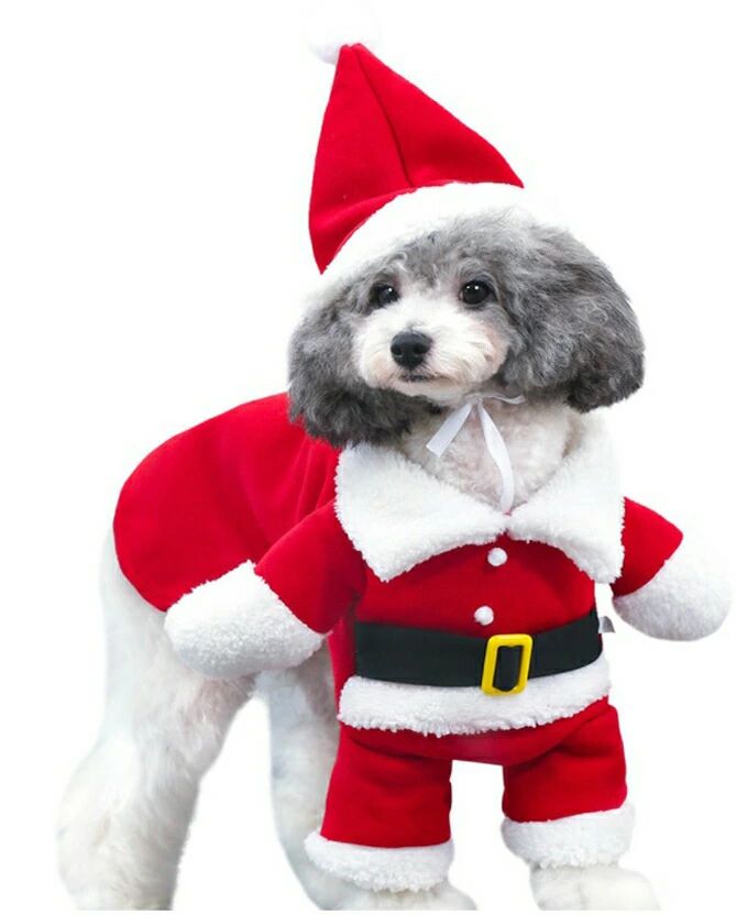 ���ꥹ�ޥ� ���󥿥������� ��­��� ���� �����ץ� �� �˥å� �ϥ������� ���� �ե꡼�� ���� ǭ �ɥå������� ���� ������ �᡼���ز�ǽ �᡼���� ...