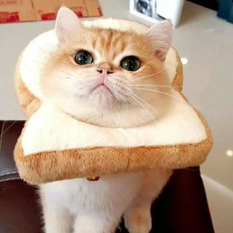 商品名:エリザベスカラーサイズ:XS/S/M/L/XL/XXL素材:ポリエステル生産国:中国手動測定サイズなので、多少の誤差がございますので、ごください。ペットの変身服です！愛猫と愛犬が十分に可愛くになります！柔らかくて心地いいけばです！首...