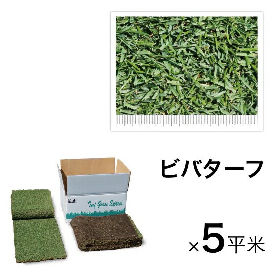 西洋芝 ビバターフ（ケンタッキーブルーグラス）5平米 寒冷地向け天然芝 送料無料