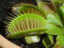 ハエとり草♪見ているだけでも楽しい!♪パクパク食べちゃう!Dionaea-muscipula食虫植物
