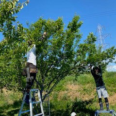 ���ߡ���ǯ�����Ҥ���150g ����� ����� ��Ϸ���� ����� �Τʤ�����ߴ���(���ߡ�̵ź�� ̵�忧 �� ���츩 ���Ҥ���Ź���