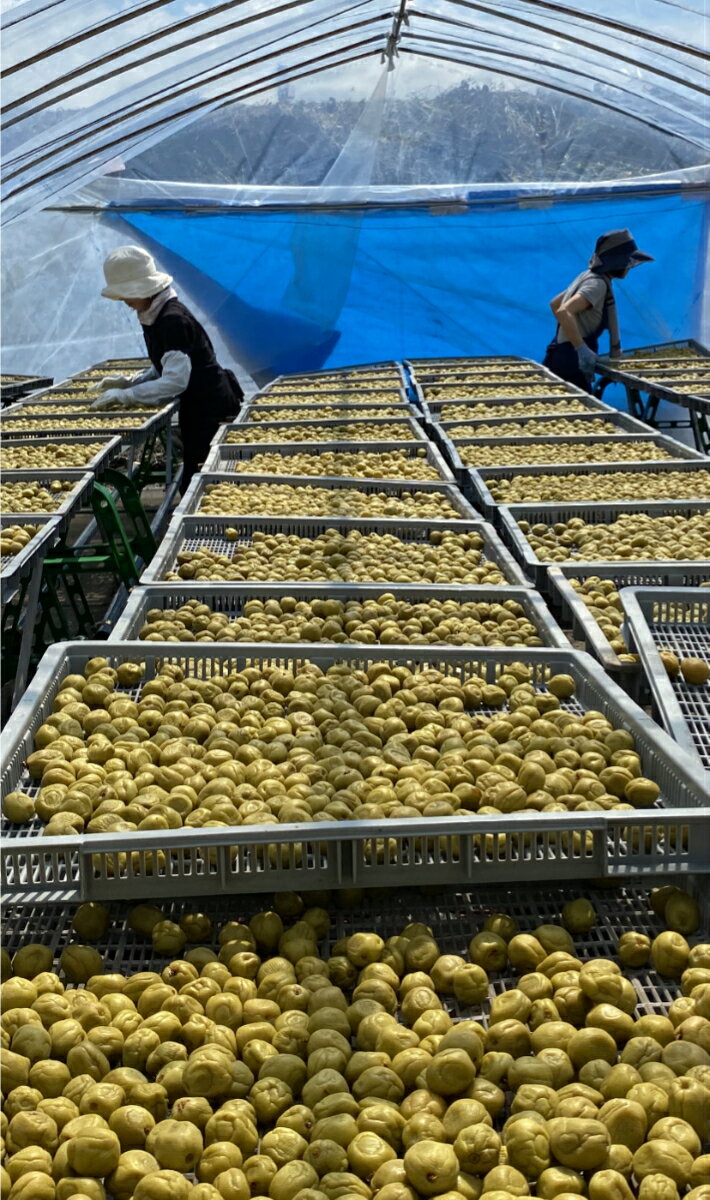 ��ǯ������190g (������) ����̵��(�����ϰ�����) ����� ����� ��Ϸ���� ����� �Τʤ�����ߴ��� ̵ź�� ̵�忧 �� ���츩 ���Ҥ���Ź���