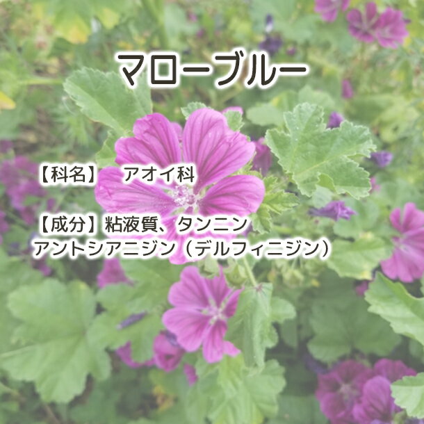 マローブルー 送料無料【 Plus Herb ハーブティー 】マロウ ハーブティ マロウブル...
