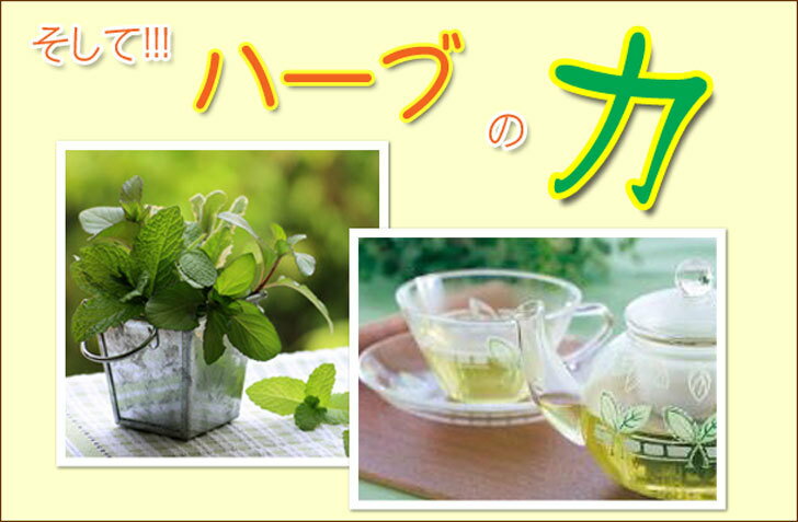 20.�դΥ��㡼�������֥饤�ȥ֥��ɥƥ����� Plus Herb �ϡ��֥ƥ��� �� �֥��� �ϡ��֥ƥ� �֥��ɥƥ��� �ϡ��� ���� �ϡ��֥ƥ��� ��������ե� �����֥饤�� �ڥѡ��ߥ�� �桼���� �����ʥ��� �ͥȥ� �ܤ���� �������� �ܤΥ��� �� ������ ����̵��