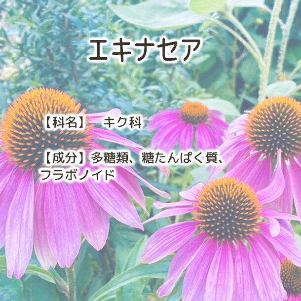 ����̵�� �����ʥ��� �ƥ��� Plus Herb �ϡ��֥ƥ��� �ۥ����ʥ����ϡ��֥ƥ��� �����ʥ����� ���� �����ʥ����ƥ��� �ϡ��֥ƥ� ���� ��̣���� �� ���� �ɥ饤�ϡ��� ���� ���������� �ץ쥼��� £��ʪ ������ ���ߤ䤹�� ����ǥ�����Υϡ���