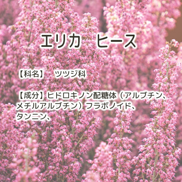 ����̵�� ���ꥫ �ҡ���(ͭ����������)�� Plus Herb �ϡ��֥ƥ��� �ۥ������˥å��ϡ��֥ƥ��� �������˥å� �ϡ��֥ƥ� �֥��� �ϡ��� �ե��ƥ��� ���� ����֥��� �ɥ饤�ϡ��� ���󥰥�ϡ��� ���� ���� ���� �������� ��̣���� ���� �ץ쥼��� £��ʪ