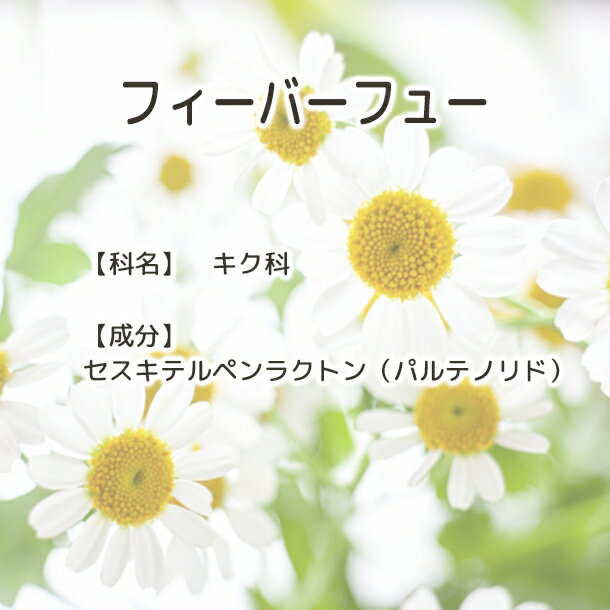 送料無料 フィーバーフュー 【Plus Her...の紹介画像3