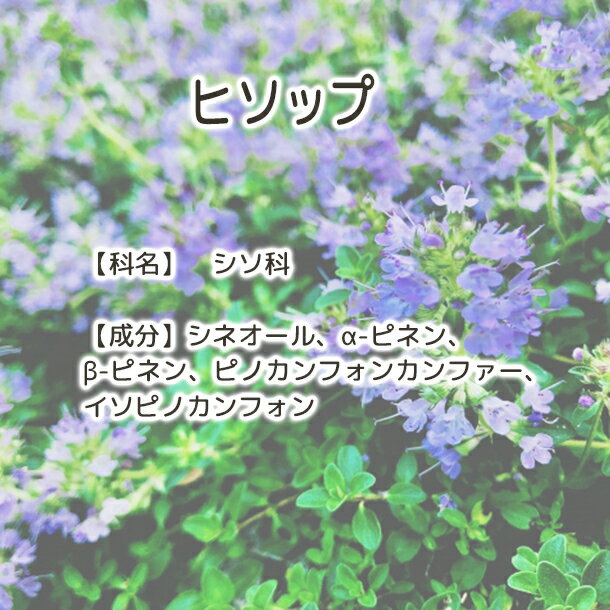 送料無料 ヒソップ 【Plus Herb ハー...の紹介画像3
