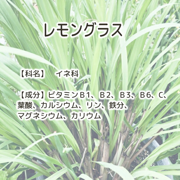 レモングラスハーブティーの商品画像