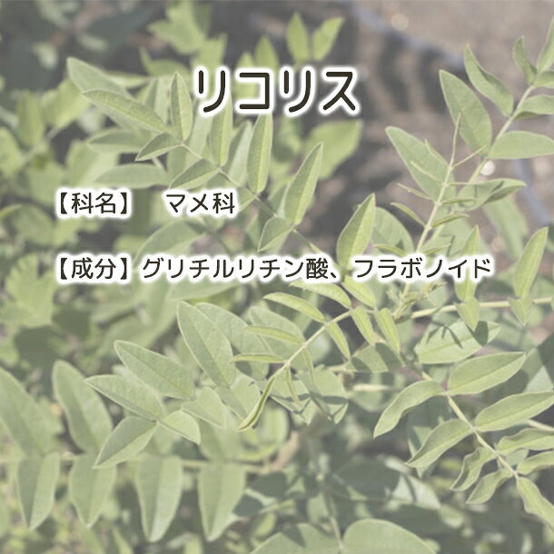 送料無料 リコリス 甘草【 Plus Herb ハーブティー 】 オーガニック ハーブティ ハ...