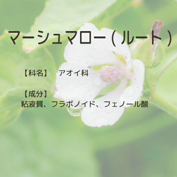 �ޡ�����ޥ��� ( �롼�� ) ͭ���������ѡ� Plus Herb �ϡ��֥ƥ��� �ۥޡ����� �ޥ��� �ޡ�����ޥ����ϡ��� �ޡ�����ޥ��� ͭ�� �ɥ饤�ϡ��� �����٥˥��������� ���� �ϡ����� �ϡ��֥ƥ� ���� �Τɥ��� �Τ� �� ���� ͭ���ϡ��� �ƥ��� �������˥å� ����̵��