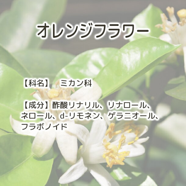 ����̵�� ����󥸥ե��� Plus Herb �ϡ��֥ƥ��� �ۥ���󥸥֥��å��� �ϡ����� �ե� �ƥ��� �֥��� �ϡ��֥ƥ� ��̣���� �֥��ɥƥ��� �Ť� ��� �ե롼�ƥ��� �ɥ饤�ϡ��� ���󥰥�ϡ��� ����ϡ��� ���å��� �ƥ��������� ������ �� ������