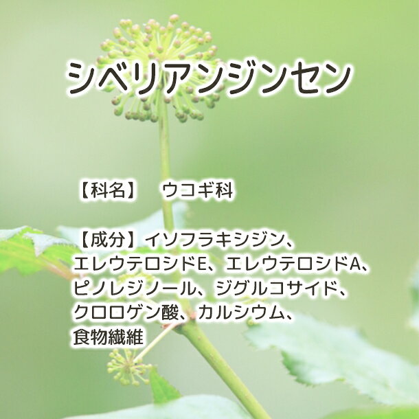 送料無料 シベリアンジンセン エゾウコギ【Pl...の紹介画像3