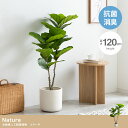 \クーポン配布中/ フェイクグリーン 観葉植物 フェイク 人工観葉植物 大型 光触媒 造花 インテリア リアル おしゃれ お祝い リラータ 鉢 葉 枝 観葉樹 ...