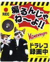 送料無料 なめ猫 ドライブレコーダー ステッカー 煽るんじゃね〜よ 録画中 グッズ 猫 ドラレコ おもしろしステッカー 1枚入り かわいい 誕生日 記念日 se...