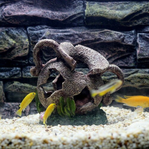 ところがどっこい 金魚 水槽 おしゃれです ところがどっこい 金魚 水槽 おしゃれです