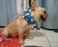 犬 冷却タオル 熱中症対策に お散歩用ひんやりネッククーラー 予算予算3 000円以内 のおすすめプレゼントランキング Ocruyo オクルヨ 犬 冷却タオル 熱中症対策に お散歩用ひんやりネッククーラー 予算予算3 000円以内 のおすすめプレゼントランキング Ocruyo オクルヨ
