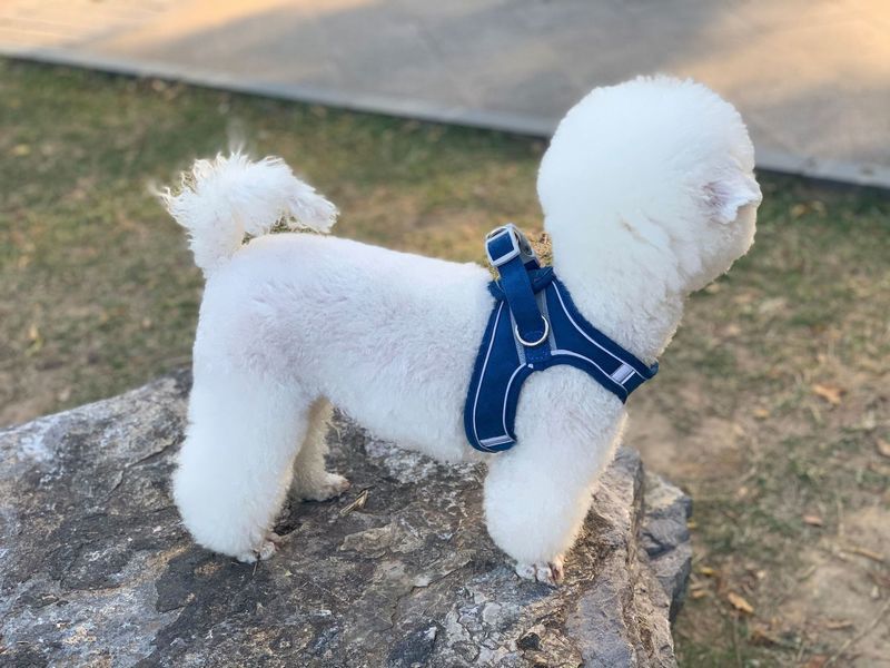 送料無料 ペット用ハーネス リード 2点セット 小型犬 中型犬 猫 散歩 リード 胴輪 通気性 反射板 リフレクター かわいい おしゃれ しつけ お出かけ ドッグ キャット