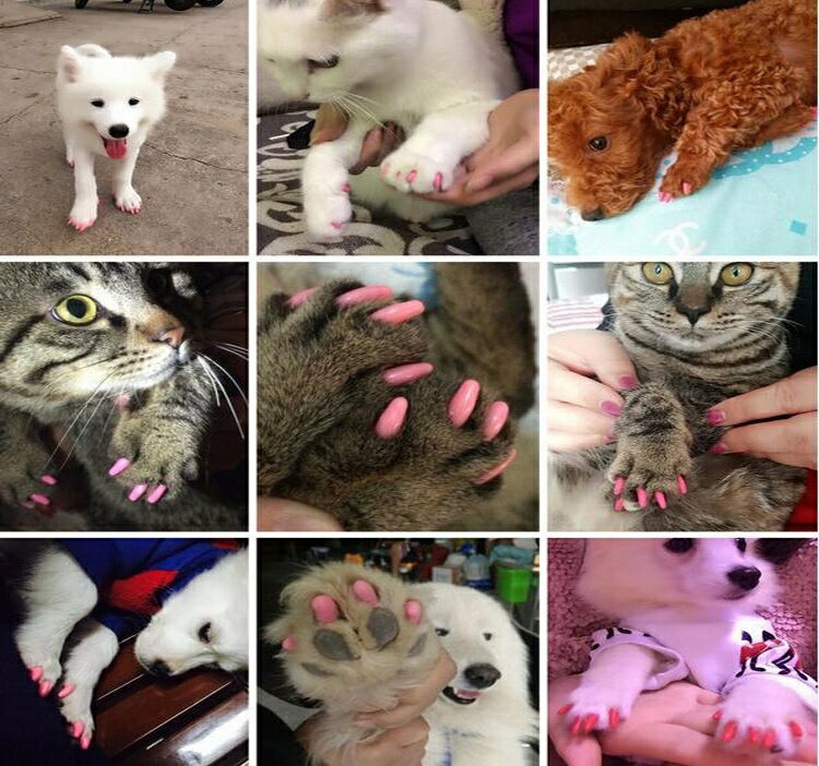 ����̵�� �ͥ��륭��å� 20������ �ͥ��륻�å� �ڥå��� �ͥ��� ���饭�� ��� �� ǭ �ͥ��륱�� ���եȥͥ��� ���եȥͥ��륭��å� �� �ޤȤ� �����ɻ� �� ���ä��� �� �� �ݸ� �ڥå��ѥͥ���