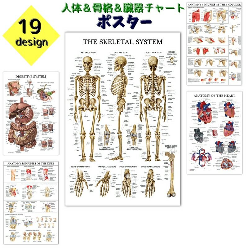 送料無料 ポスター 人体ポスター 40×60cm アートポスター 身体構造 人体解剖学チャート 医学チャート ..