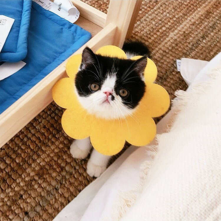 送料無料 エリザベスカラー 猫 ネコ 小型犬 イヌ 小動物用 ペット用品 ペットグッ...