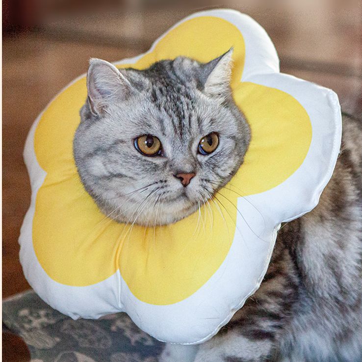 ����̵�� ���ꥶ�٥����顼 ǭ �� �ڥå����� �Ӥ��ɻ� �����ߤ��ɻ� ���Ӥ��ɻ� ������Ĵ���ǽ ���餫�� �����ݼ� ���� �� �������� �����ݸ� ���� ���襤�� ������� �� �Ҥޤ�� ������