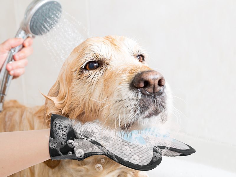 ����̵�� �ڥå��ѥ֥饷 ���޷� ���롼�ߥ󥰥������� ñ�� 1�� ������ ���� ǭ�� ��С� �̥ե����ʡ� �ޥ��å� �ơ��� �֥�å��� �������� �ڥå����� ��å��� �̵��� ȴ���Ӽ�� �����ס� ���롼�ߥ󥰼��� ������ �ͥ��� ����