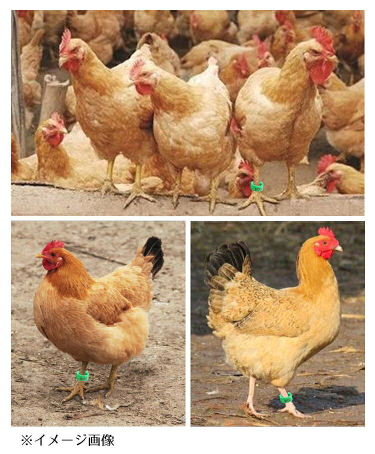 送料無料 鳥用 足輪 100個 家禽用 フットリング ナンバーリング 鳥類 フットバンド...