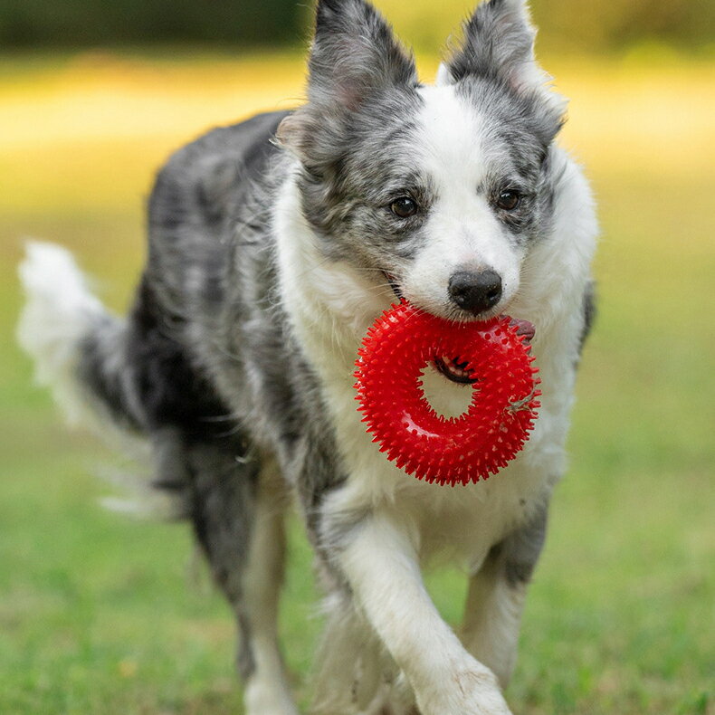 ����̵�� ���Ѥ������ ���प����� ���� ���� �ɥå� �ǥ󥿥�ȥ� �ǥ󥿥륱�� ���֥饷 ���᤭ �͵��դ� �ڥåȥȥ� �ڥå��Ѥ������ �ڥå����� ��� ��ư ����ĥ�� ���ȥ쥹���