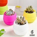 送料無料 植木鉢 フラワーポット 生活雑貨 ガーデニング ミニサイズ 卓上サイズ 手のひらサイズ 多肉植物 サボテン 観葉植物 無地 ホワイト グリーン ブルー...