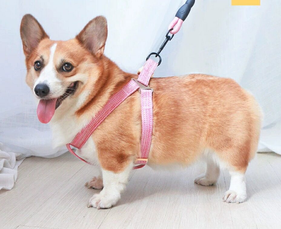 Plus Naoの送料無料 ハーネス リード 2点セット 犬用 ペット用品 胴輪 散歩紐 リーシュ グリップハンドル付き ワンタッチバックル 簡単装着 調節可能 お散歩 お出掛け ペットグッズ イヌ用｜アングル3
