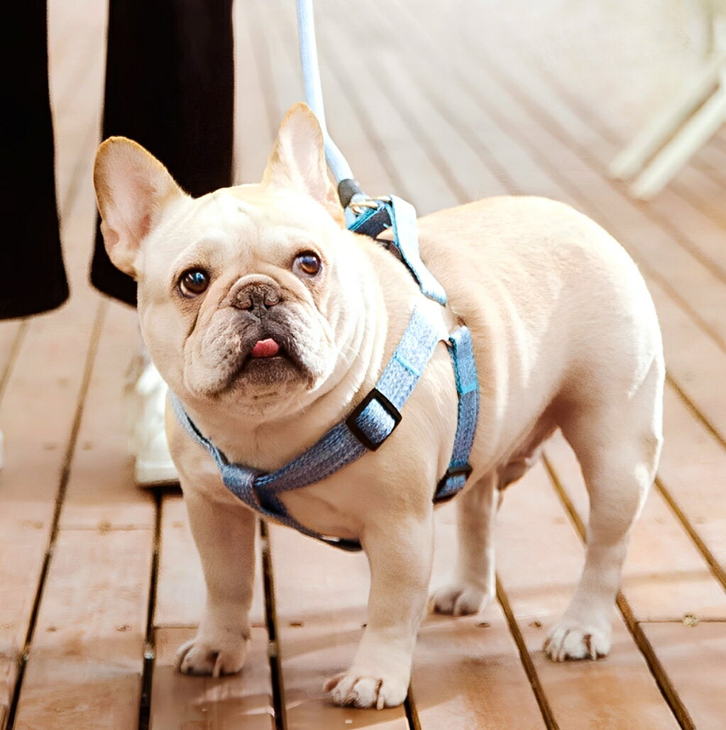 Plus Naoの送料無料 ハーネス リード 2点セット 犬用 ペット用品 胴輪 散歩紐 リーシュ グリップハンドル付き ワンタッチバックル 簡単装着 調節可能 お散歩 お出掛け ペットグッズ イヌ用｜アングル2