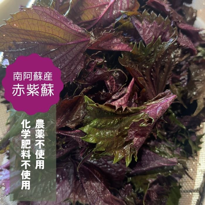 【熊本県産】【無添加】ウメぇボシ 梅干し 無農薬 化学肥料不使用 天日干し 自然栽...