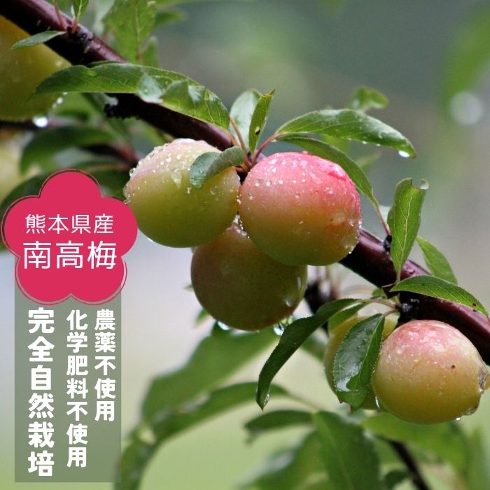 【熊本県産】【無添加】ウメぇボシ 梅干し 無農薬 化学肥料不使用 天日干し 自然栽...