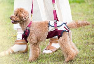 [with]　LaLawalk(ララウォーク) 歩行補助ハーネス 小型犬用 