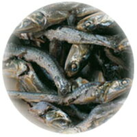 金虎　減塩　おやつにぼし　30g　（犬猫用）