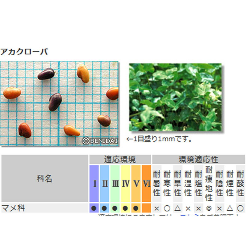 マメ 草 種 アカクローバ 種 1kg 種のみの販売 侵食防止 緑化 法面 種子 紅大 共B ...