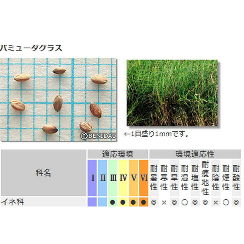 芝 草 種 バミューダグラス 種 1kg 種のみの販売 侵食防止 緑化 法面 種子 紅大 共...
